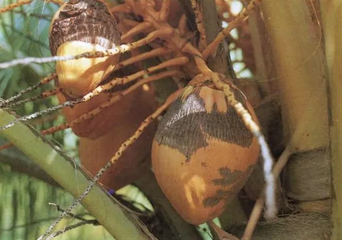 Ácaros y escarabajos que afectan al cocotero