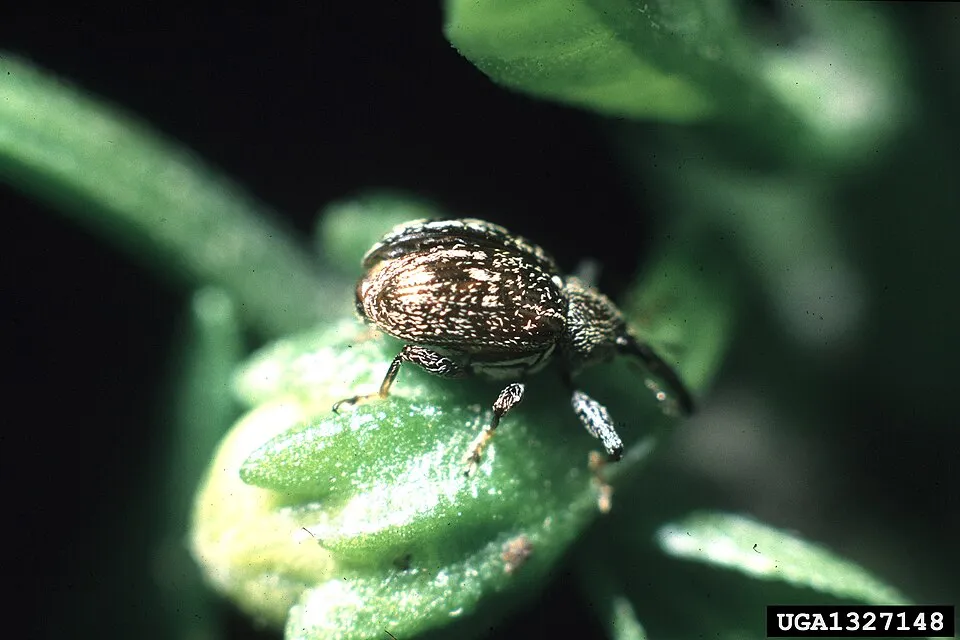 Anthonomus eugenii del chile