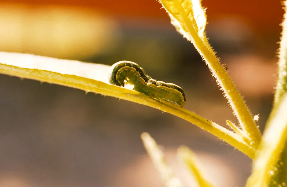 Plaga del cilantro