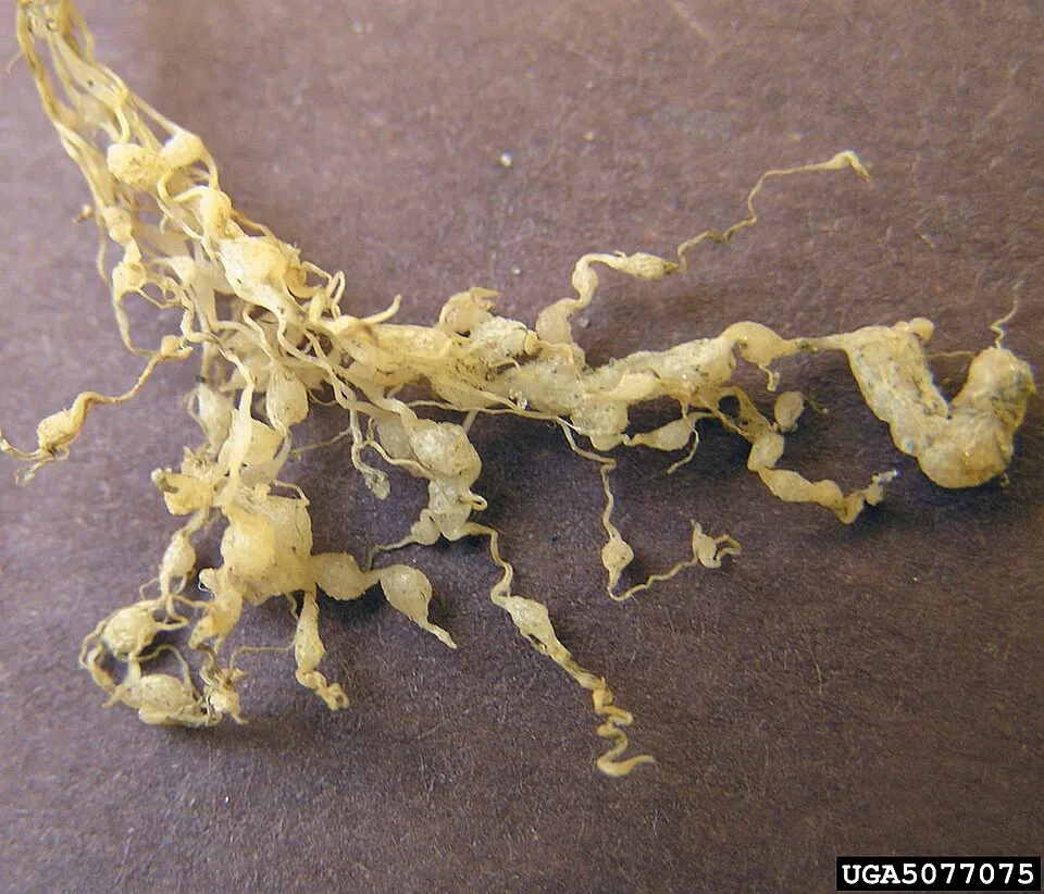 Nematodos de la cebolla