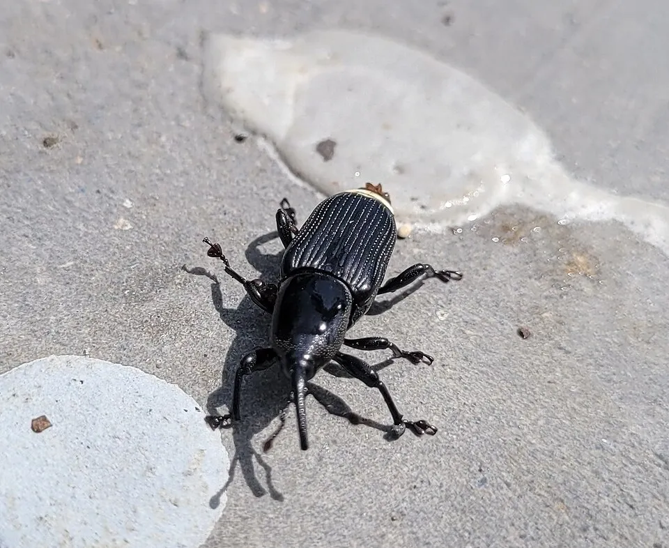 Plaga del plátano