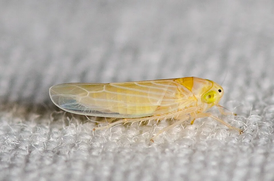 Plaga del maíz