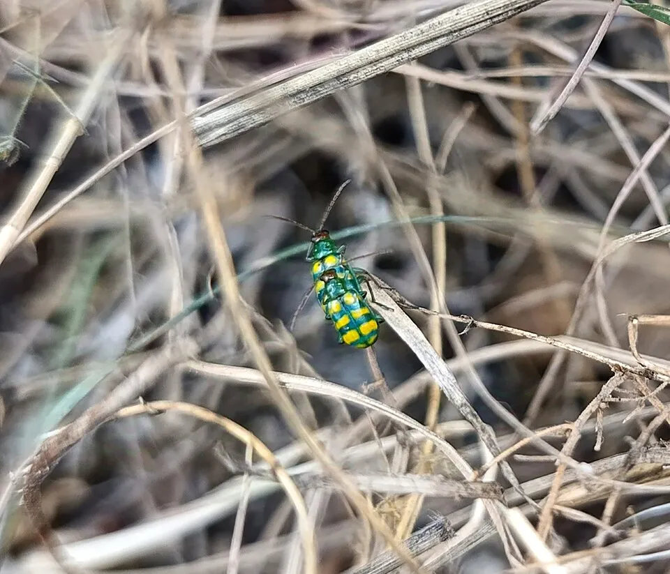 Escarabajo del pepino