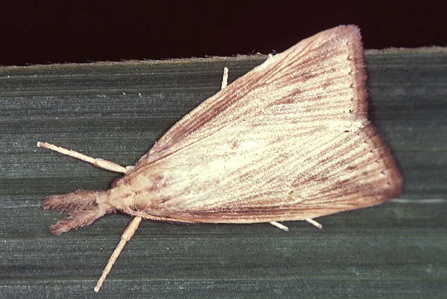 Barrenador del tallo