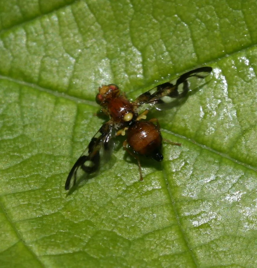 Mosca del apio