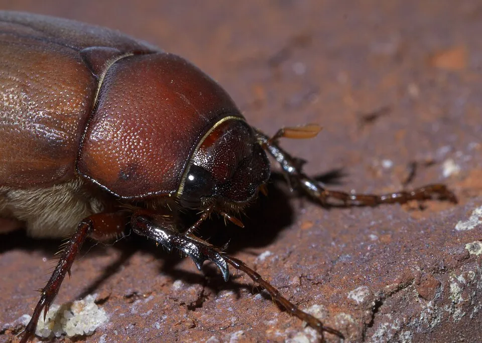 Plaga del maíz