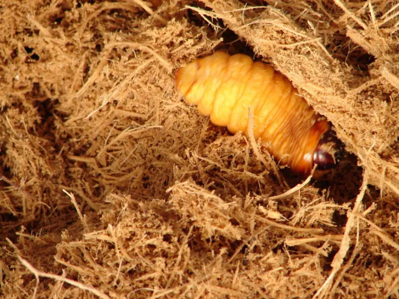 Gusano barbudo del cocotero