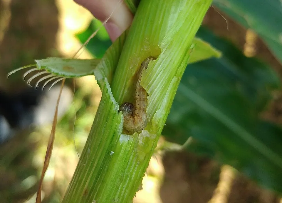 Plaga del maíz
