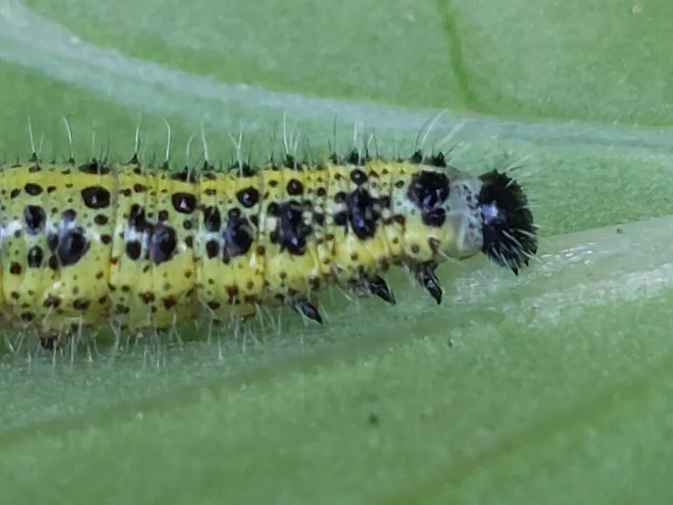 Pieris brassicae