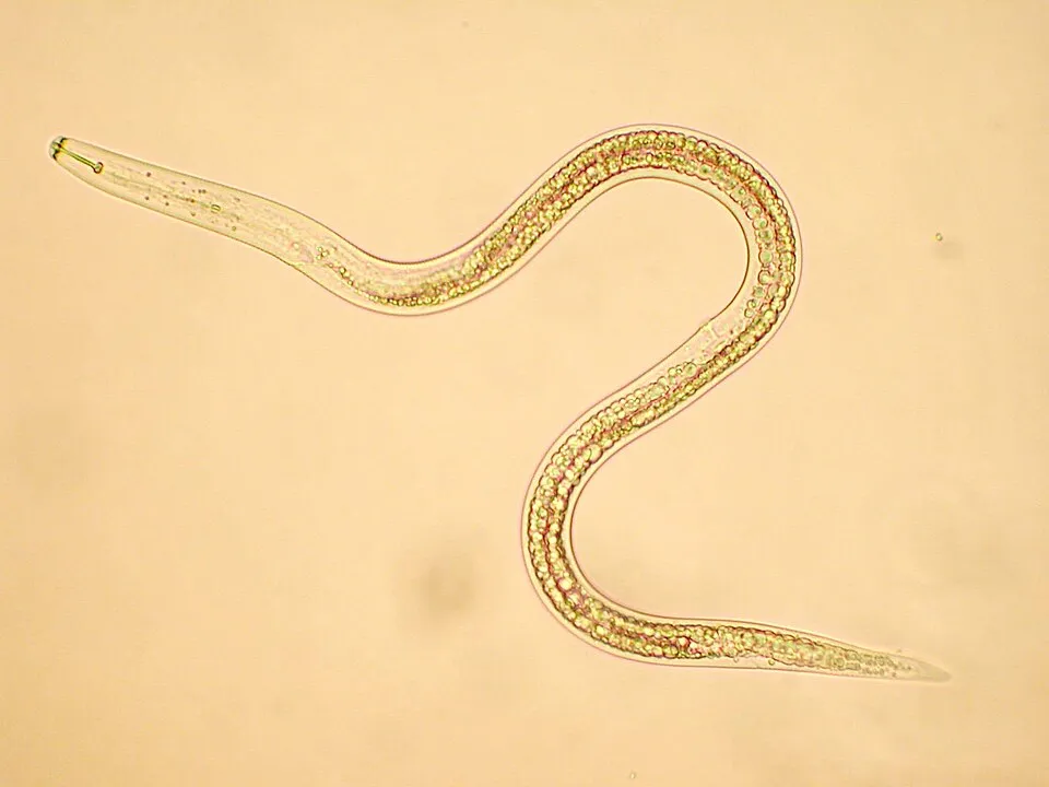 Plaga del plátano