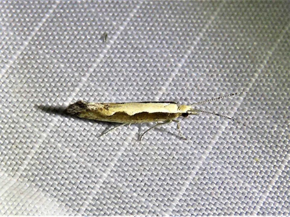 Palomilla dorso de diamante