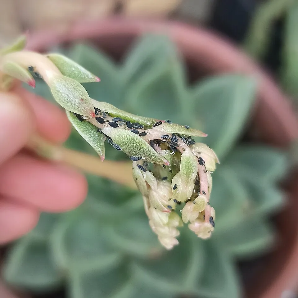 Plaga del cilantro