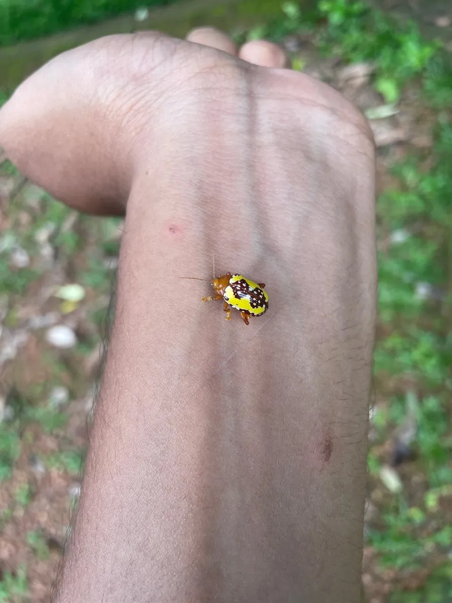 Escarabajo pulga