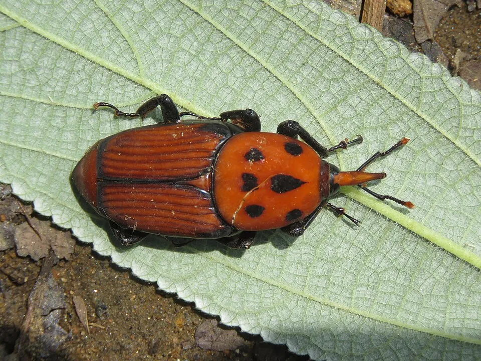 Picudo rojo del cocotero