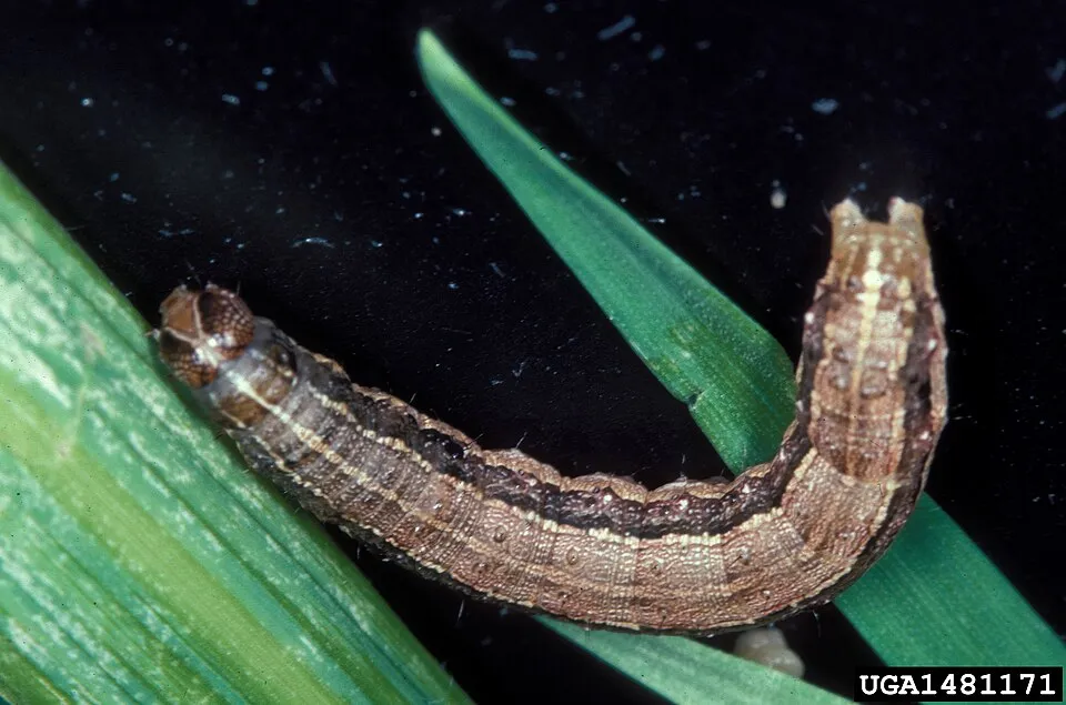 Spodoptera de la cebolla