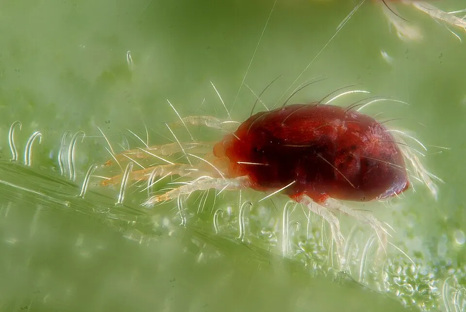Plaga del plátano