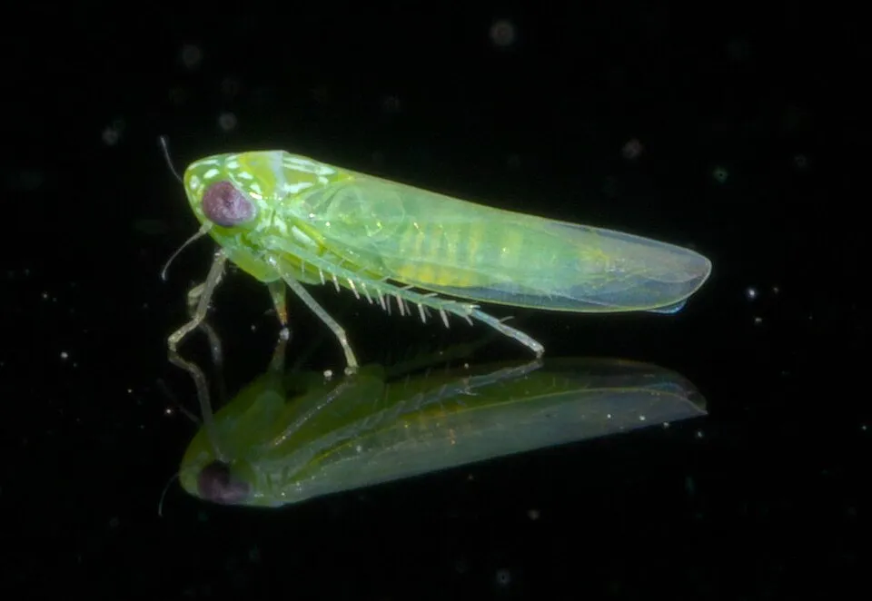 Lorito Verde