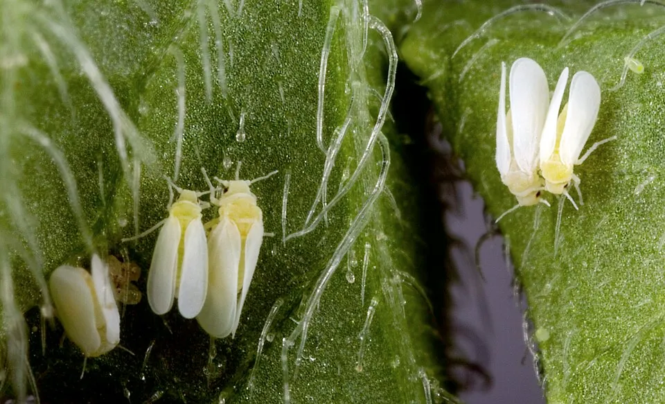 Plaga del cilantro